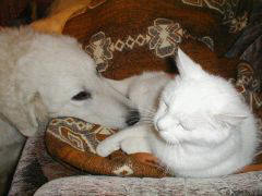 Kuvaszzucht Feh�r Cimbor�k