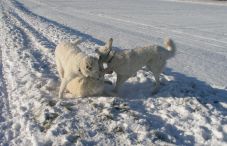 Kuvaszzucht Feh�r Cimbor�k