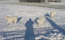 Kuvaszzucht Feh�r Cimbor�k