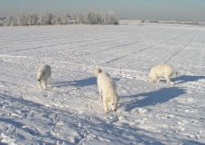 Kuvaszzucht Feh�r Cimbor�k