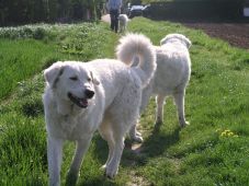 Kuvaszzucht Feh�r Cimbor�k