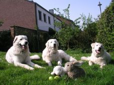 Kuvaszzucht Feh�r Cimbor�k