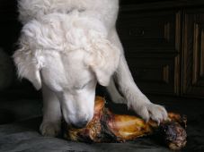 Kuvaszzucht Feh�r Cimbor�k