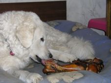 Kuvaszzucht Feh�r Cimbor�k