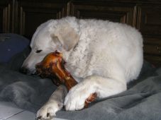 Kuvaszzucht Feh�r Cimbor�k