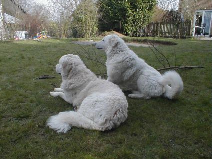 Kuvaszzucht Feh�r Cimbor�k