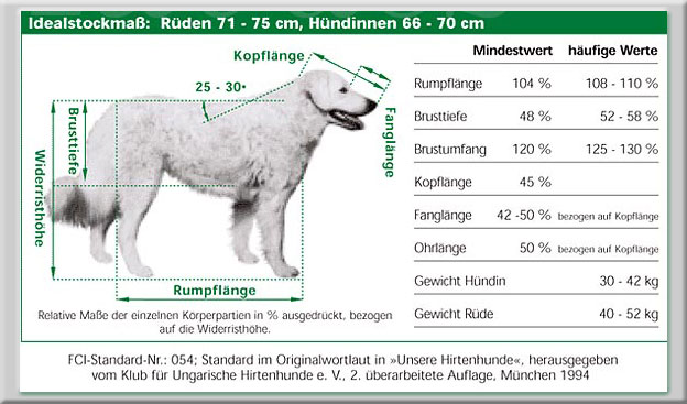 Kuvasz  FCI-Standard-Nr.: 054 
