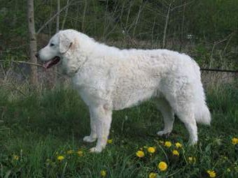 Kuvasz