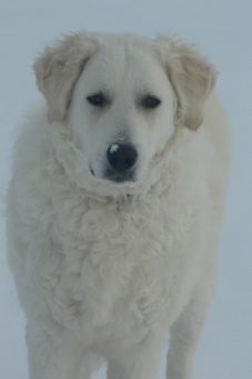 B�tor mit Halbschwester Cuki-Csiga