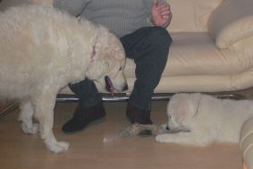 B�tor mit Halbschwester Cuki-Csiga