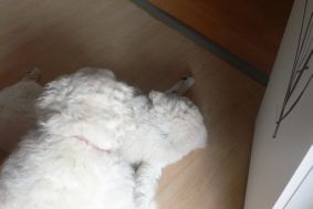 B�tor mit Halbschwester Cuki-Csiga