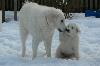 B�tor mit Halbschwester Cuki-Csiga