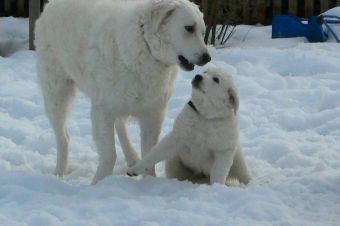 B�tor mit Halbschwester Cuki-Csiga