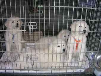 10. Woche, C-Wurf, Spaziergang