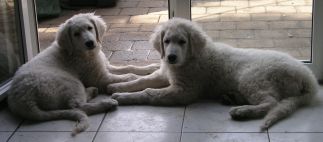 Kuvaszwelpen, C-Wurf